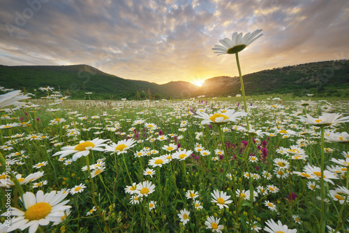 Spring camomile meadow in mountain on the sunset. © GIS