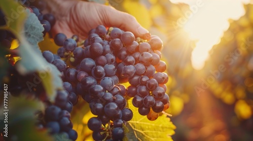 Hand harvesting ripe grape clusters in a vineyard, epitomizing the traditional wine-making process.