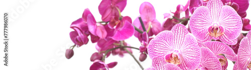 Template with beautiful purple orchids on white with empty space for text or greetings