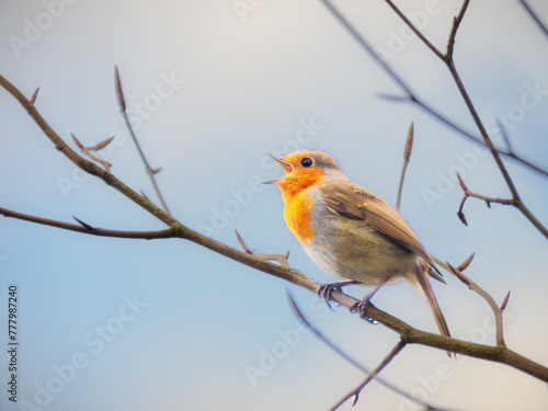 robin on branch © Jarek