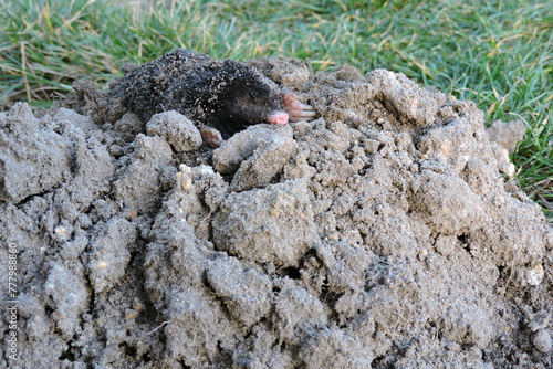 A portrait of a black European mole on a molehill in the garden