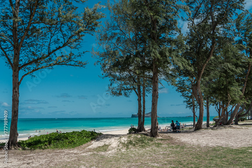 Waim  nalo Beach   the longest stretch of sandy shoreline on O  ahu Hawaii. Casuarina equisetifolia   coastal she-oak  horsetail she-oak  ironwood  beach sheoak  beach casuarina or whistling tree