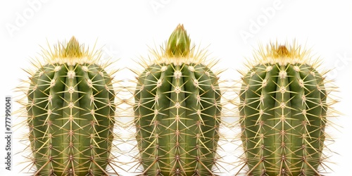 A row of green cacti standing against a plain background, representing resilience and adaptability in harsh environments.