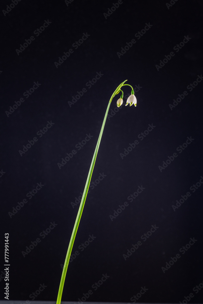 Blooming of snowflake (Leucojum aestivum) in Japan in spring