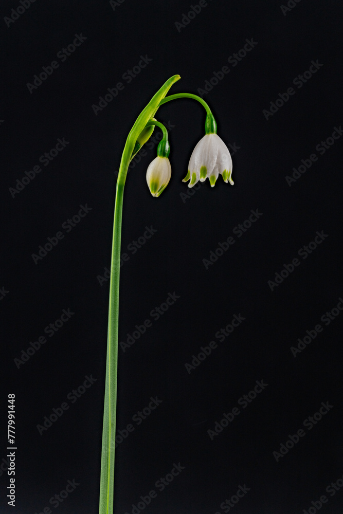 Blooming of snowflake (Leucojum aestivum) in Japan in spring