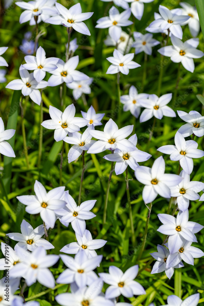 Full blooming of spring star (Ipheion uniflorum) in Japan in spring