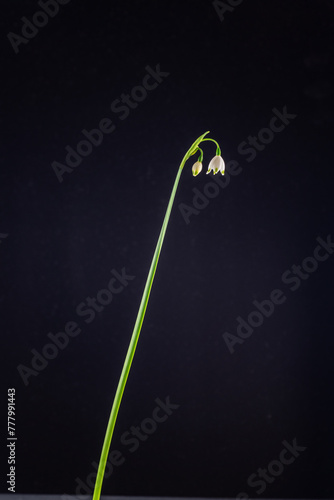 Obraz na płótnie Blooming of snowflake (Leucojum aestivum) in Japan in spring w salonie