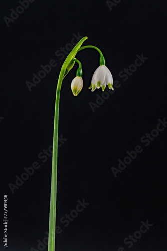 Obraz na płótnie Blooming of snowflake (Leucojum aestivum) in Japan in spring w salonie