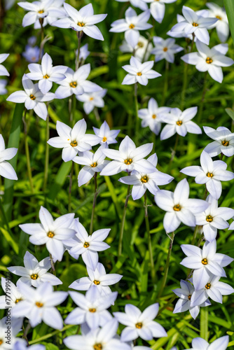 Obraz na płótnie Full blooming of spring star (Ipheion uniflorum) in Japan in spring w salonie
