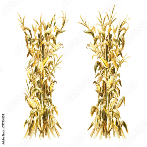 Autumn decoration made of dried corn stalks,  Hand drawn watercolor illustration  isolated on white background photo