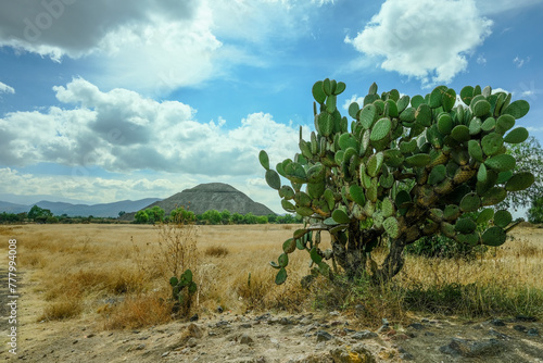 Kaktusy Meksyku podczas wyporawy wakacyjnej