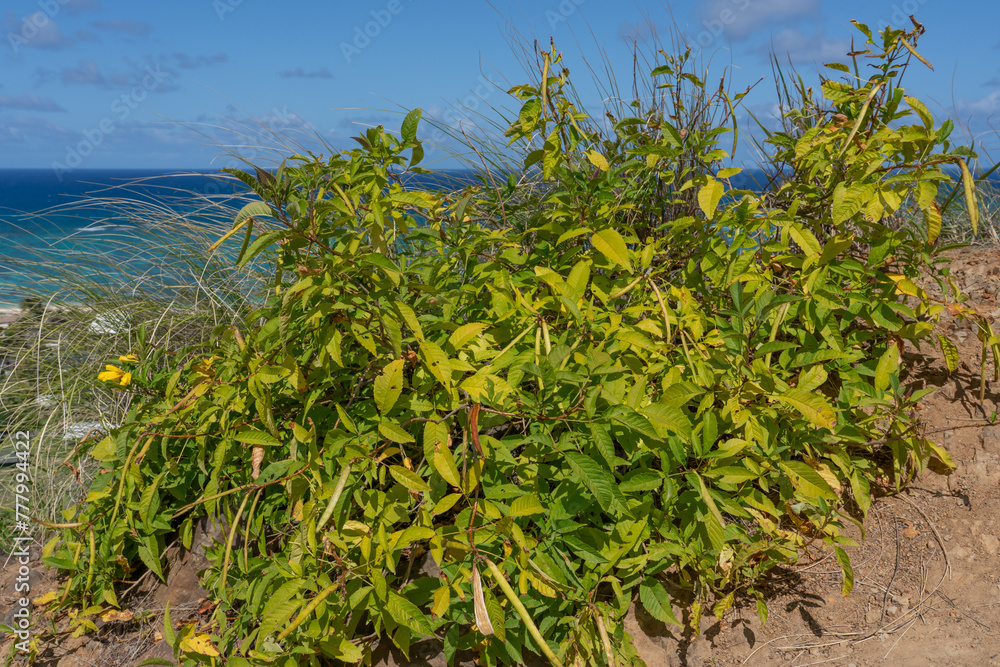 Ka'iwa Ridge (Lanikai Pillbox) Trail, Kailua Oahu Honolulu Hawaii. Tecoma stans is a species of flowering perennial shrub in the trumpet vine family, Bignoniaceae, yellow trumpetbush, yellow bells, Ka'iwa Ridge (Lanikai Pillbox) Trail, Kailua Oahu Honolulu Hawaii. Tecoma stans is a species of flowering perennial shrub in the trumpet vine family, Bignoniaceae, yellow trumpetbush, yellow bells,