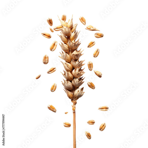 Wheat ear with wheat grains isolated on transparent background