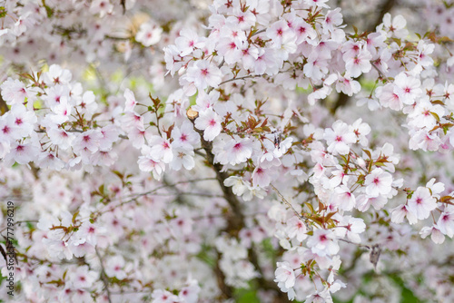 Small tree full of cherry blossoms in springtime blooming for a short time. After rain the  petite blossom are mostly gone photo