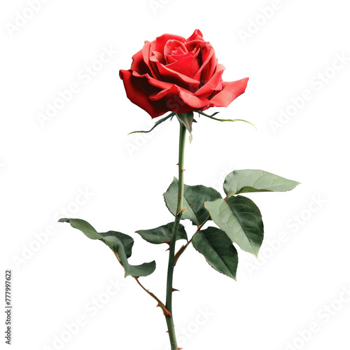Single red rose with stem and leaves