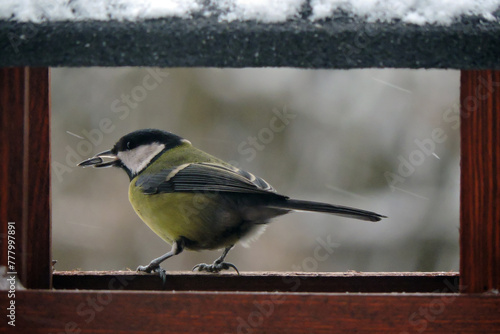 The great tit with a sunflower seed in its beak sitting in a wooden bird feeder, some snow on the roof, wooden frame, blurred background
