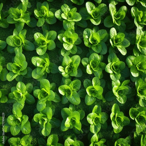 salad plantation background ,top view. generative ai