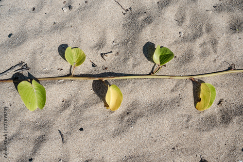 Ipomoea pes-caprae,  bayhops, bay-hops, beach morning glory, railroad vine, or goat's foot, is a common pantropical creeping vine belonging to the family Convolvulaceae.  Mokulē‘ia Army Beach，Oahu  photo