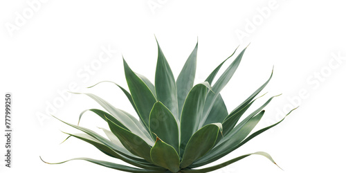 Agave attenuata  Fox Tail Agave Plant Isolated on White Backgrou