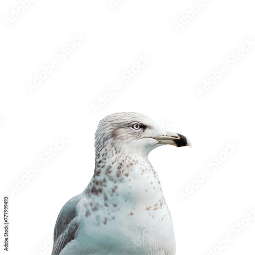 Brown and white bird against transparent Background