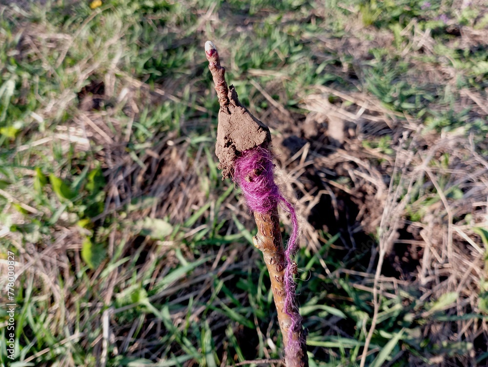 Fototapeta premium Grafting trees. The photo shows a branch of a tree on which a different type of tree is grafted and wound with a red thread. The subject of gardening and garden care. Fruit trees in the garden.