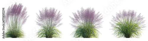 Pink Muhly Grass (Muhlenbergia capillaris, Gulf Muhly, Hairgrass, Mule Grass, Pink Hair Grass, Purple Muhly) set isolated frontal png on a transparent background premium cutout