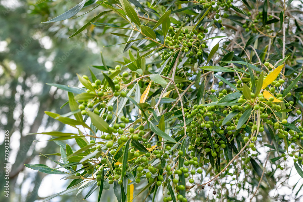 The olive,  Olea europaea, meaning 'European olive', family Oleaceae,Olea europaea 'Montra', dwarf olive, or little olive.  Tantalus Lookout - Puu Ualakaa State Park