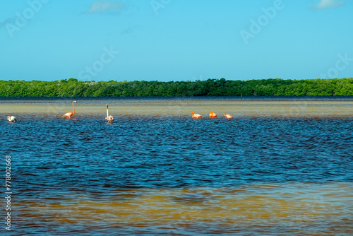 Flamingowe eldorado Celestyn Laguna Meksyk