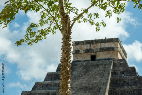 Drzewa Meksyku uchwycone podczas wyprawy wakacyjnej 
