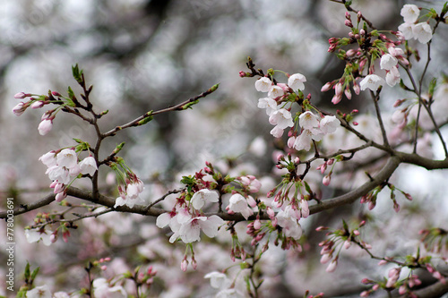 cherry blossom in spring photo