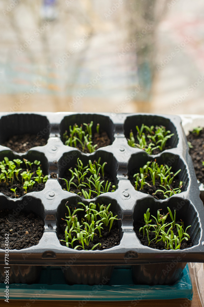 sprouting sprouts of seedlings in a plastic container on the window of the house.
sprouting sprouts of seedlings in a plastic container on the window of the house.