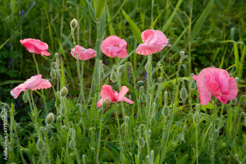 Pink Poppy Flowers