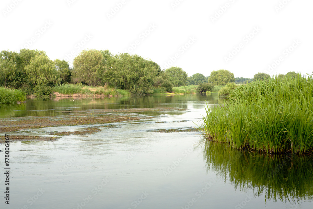 Fototapeta premium a summer river