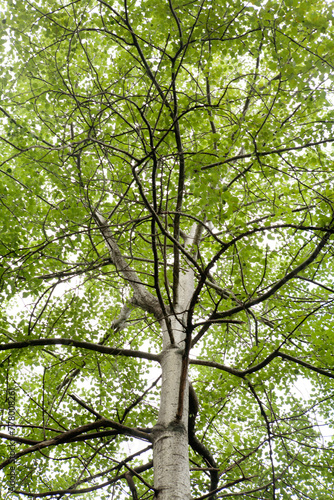 summer poplar tree