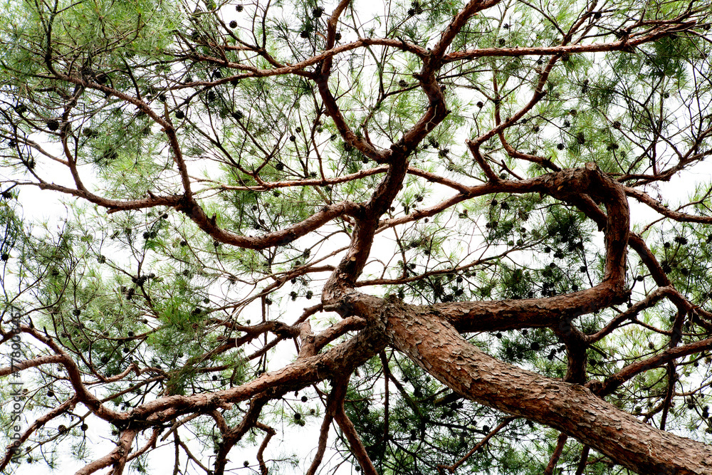 Fototapeta premium a pine tree in summer