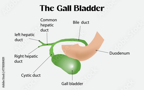The Gall Bladder: The Gall Bladder Labeled Diagram
