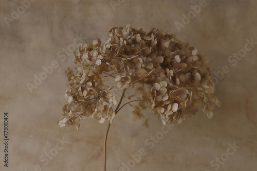 Dried flower Hydrangea on brown watercolor background.  Abstract withered delicate hortensia flower.