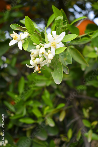 Blossoming orange tree, Valencia orange and orange blossoms, Spring harvest, closeup of Orange tree branches with flowers, buds and leaves, Chakwal, Punjab, Pakistan