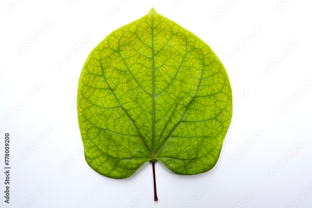 Obraz premium green leaf texture