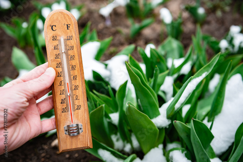 Gardener's hand holding thermometer showing three degrees against background of melting snow, green plants in early spring.