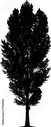 Silhouette of Majestic Poplar Tree Illustration
