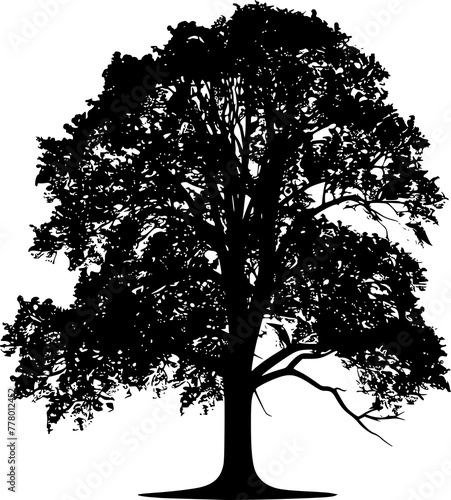 Silhouette of Elegant Elm Tree Illustration