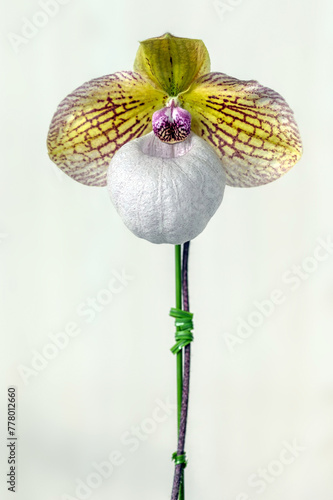 Paphiopedilum Fanaticum 'Kanon', a slipper orchid primary hybrid plant between Paphiopedilum malipoense x Paphiopedilum micranthum