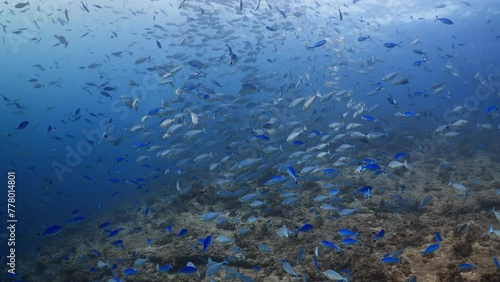 Mixed School of tropical fish over the Reef - Shots in the Southern Maldives - Trevally, jackfish, surgeon, Butterfly, blue fusiliers photo