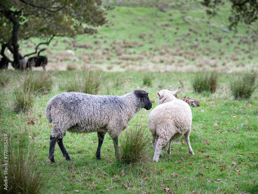 Black sheep Gotland Pelt and white sheep Texel-Perendale at Cornwall park. Auckland. Black sheep Gotland Pelt and white sheep Texel-Perendale at Cornwall park. Auckland.