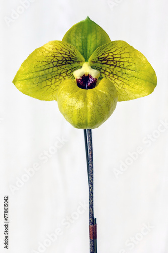 Paphiopedilum Norito Hasegawa 'Super Cool No. 8', a primary hybrid slipper orchid created from two species, Paphiopedilum malipoense x Paphiopedilum armeniacum