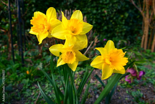 gelbe Narzissen, Frühling