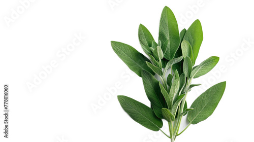 Sage isolated on transparent white background © Food Cart
