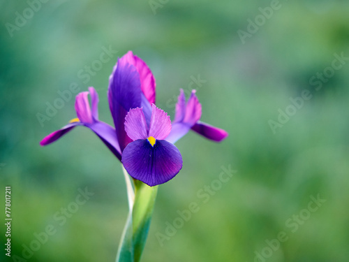 Purple lily flower. Iris filifolia
