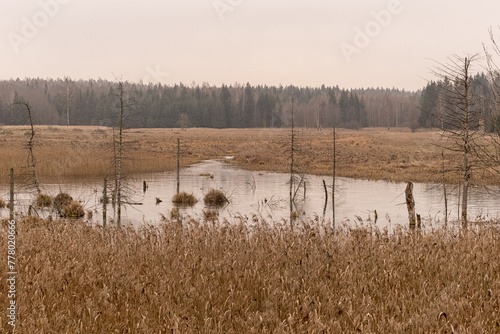 Eastern Poland / Ełckie lake district / wild Poland Polska wschodnia/ Warmian-Masurian Voivodeship/ Gołdap County/ Puszcza Romincka Landscape Park/ swamp © Adam